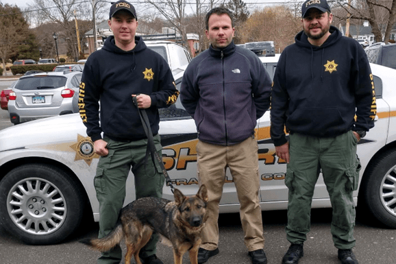 grasso german shepherds