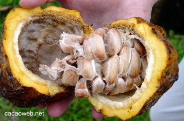 Traditionalists say using dried beans or rice is just as good, as you can also use . Fermentation of cacao beans