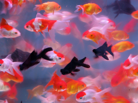 Check out our goldfish wallpaper selection for the very best in unique or custom,. Goldfish Fish Animals Background Wallpapers On Desktop Nexus Image 37322