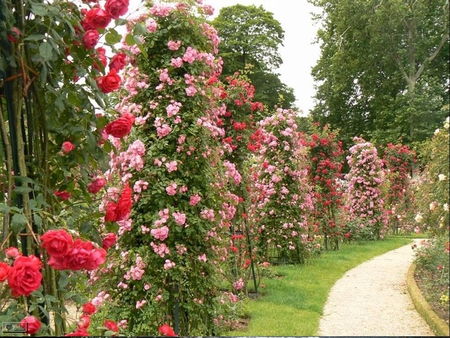 Showing one of the most popular flowers of all time, roses wall murals are amazing designs that will sread . Rose Wall Houses Architecture Background Wallpapers On Desktop Nexus Image 967876