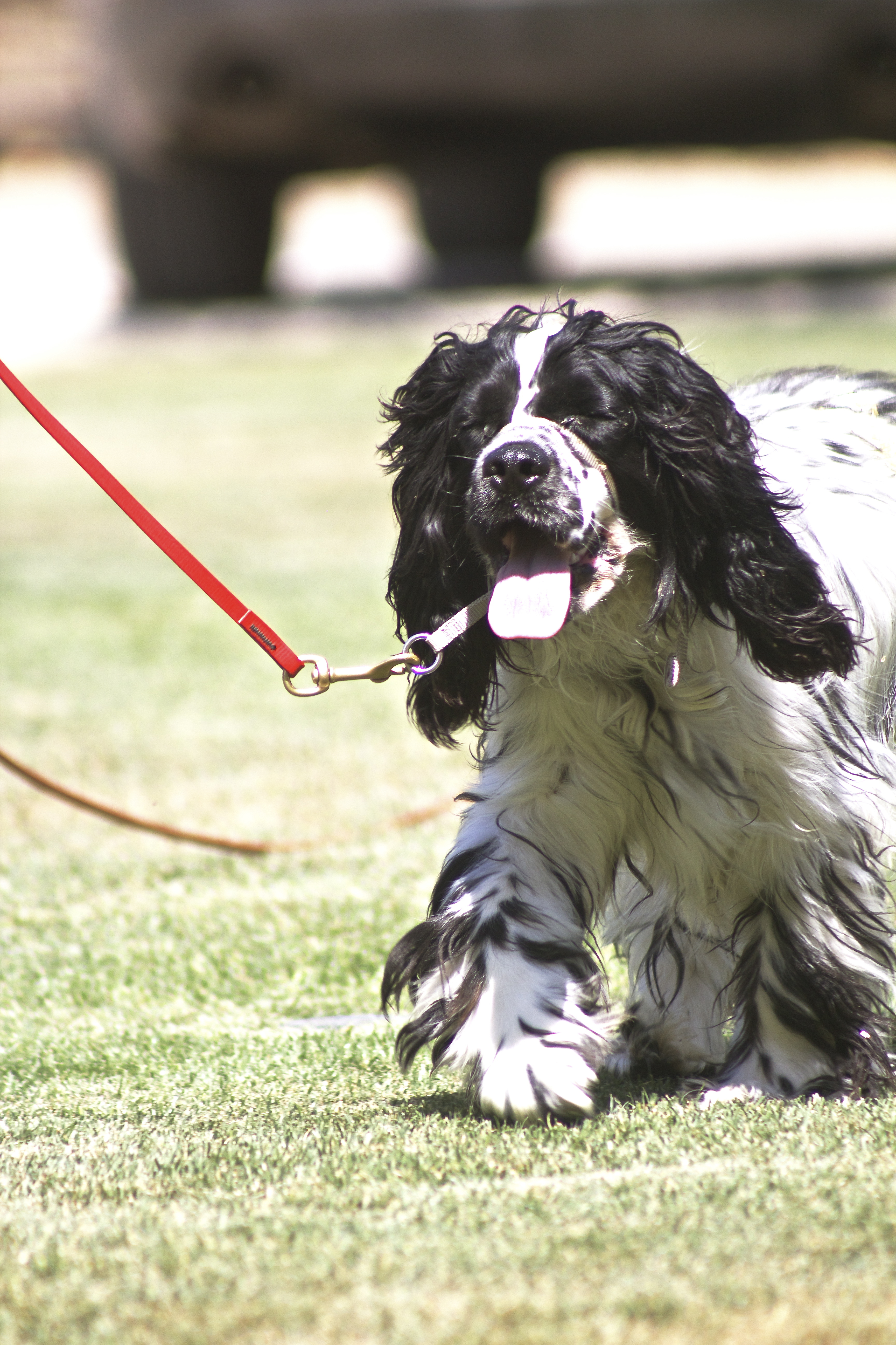 2ExportBackup3003 ⋆ California Dog Training