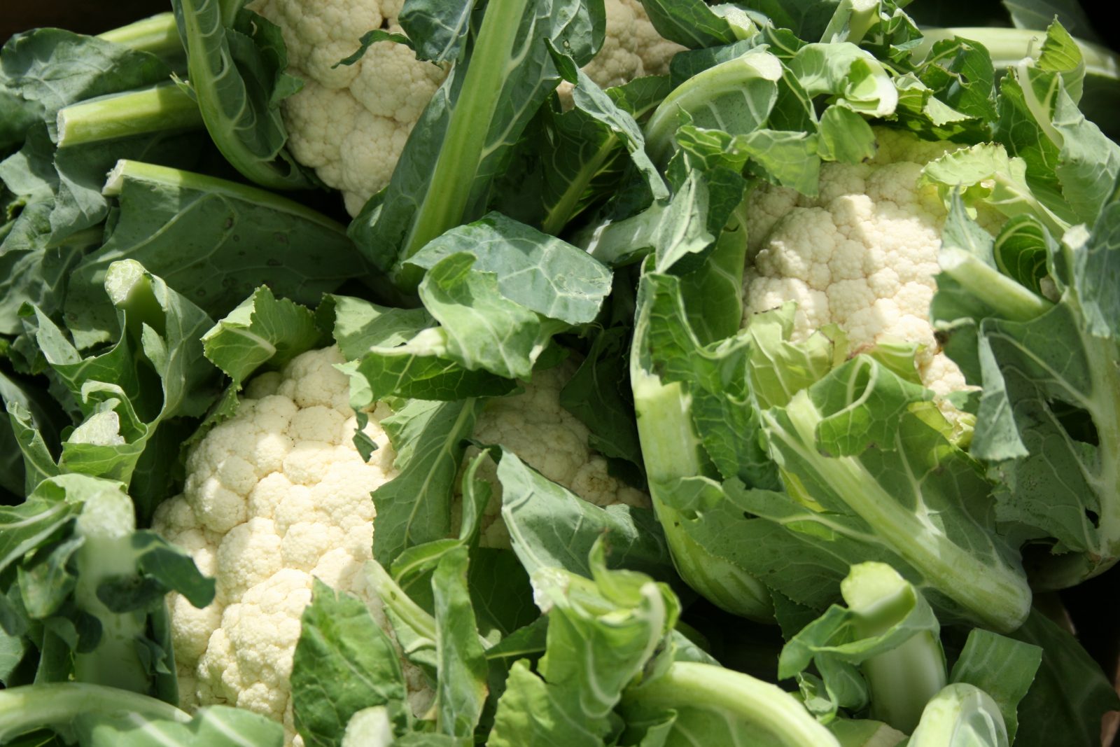Easiest way to prepare roasted cauliflower soup recipe uk