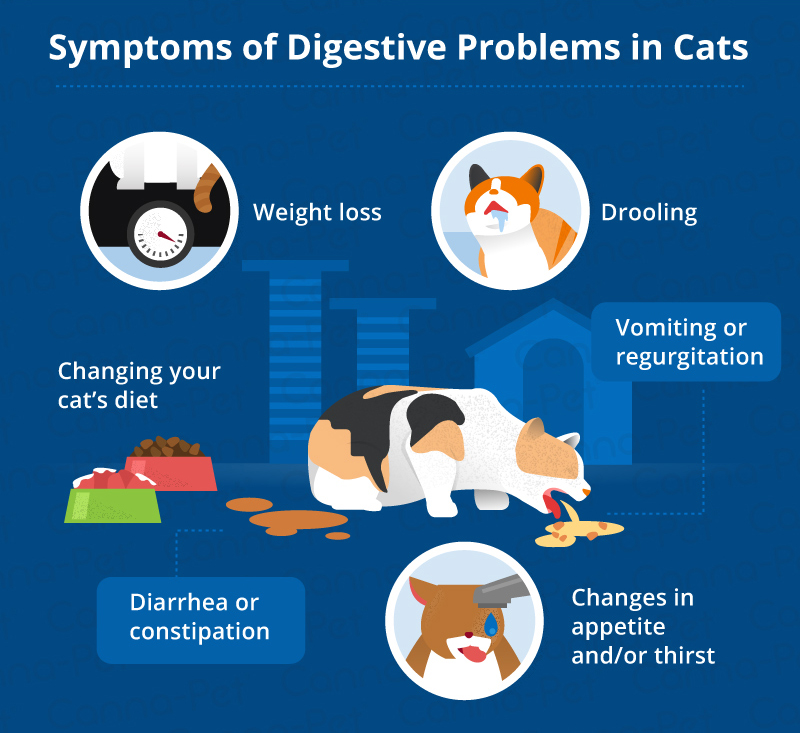 Breakthrough dry food that reduces allergens in cat hair and dander combined with sensitive skin and stomach support. Common Digestive Problems in Cats | Canna-Pet