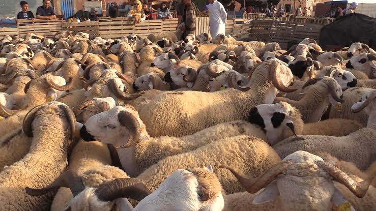 لهيب أسعار الأضاحي يضغط على أسواق جهة الدار البيضاء&ndash;سطات.. ارتفاع بـ1000 إلى 1500 درهم يربك القدرة الشرائية
