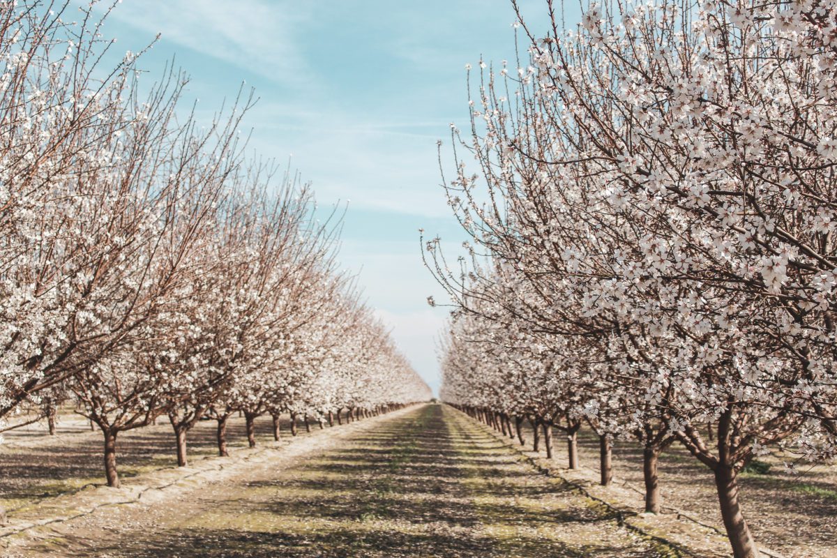 blossom trail california