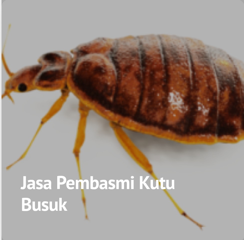 Cari jasa basmi kutu kasur? Jasa Pembasmi Kutu Busuk Pt Flora Pestisindo Jaya