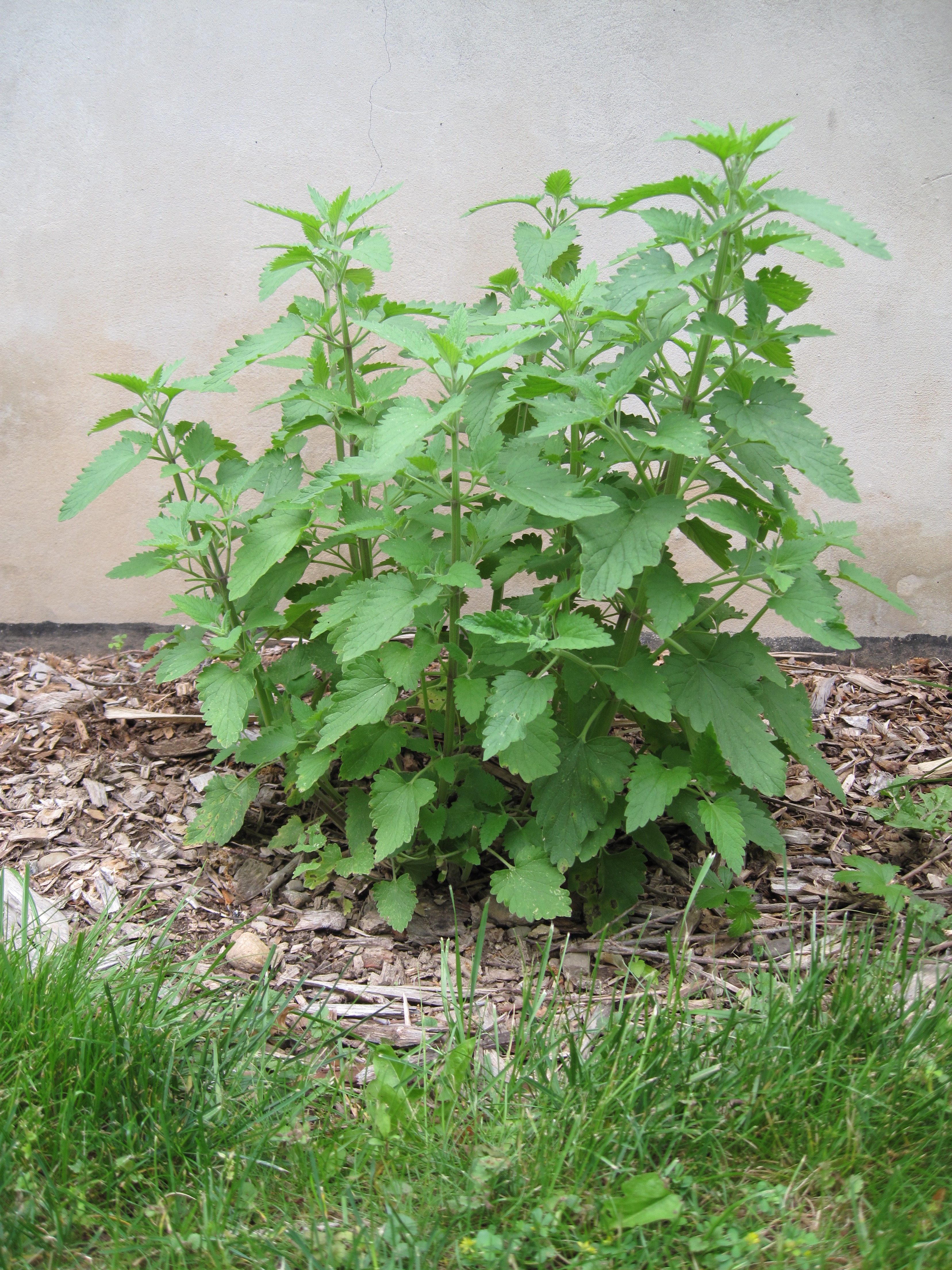 Why You Should Grow Catnip CatOpedia