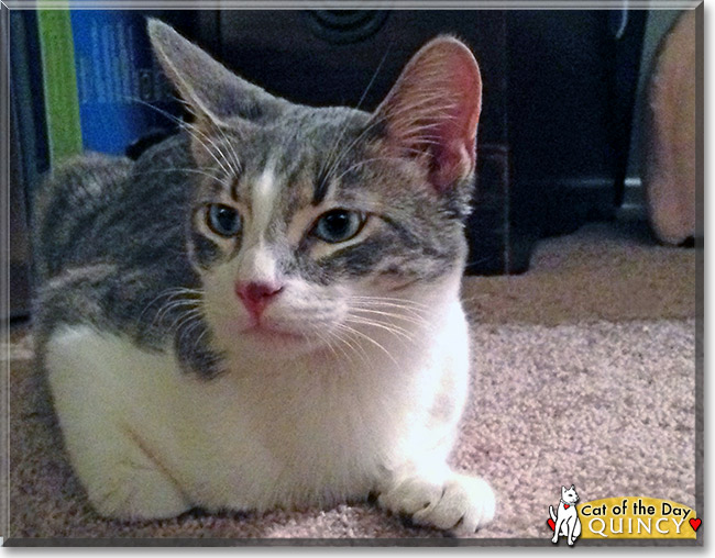 The domesticated ones have even found a home in neighborhoods while others continue to thrive in the wild. Quincy - Domestic Short Hair - December 7, 2013