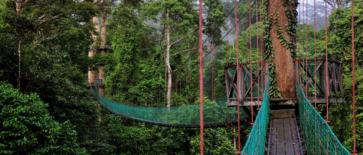 Висячие мосты — наиболее эффективны с точки зрения расстояния, перекрываемого мостовым пролетом. Podvesnye Mosty Kanopi Na Ostrove Borneo Malajziya