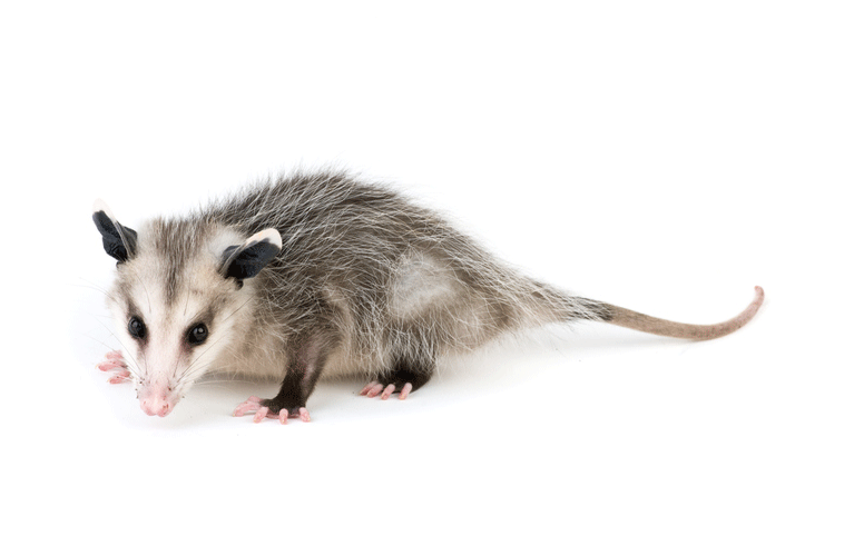 Individuals are plain in color, either light brown. Opossums - Cavanaughs Pest
