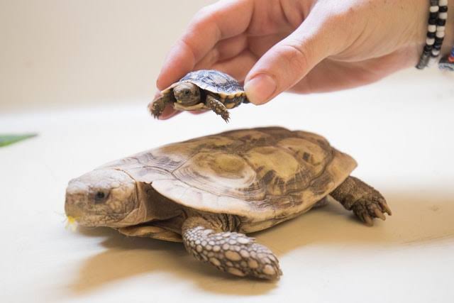 Begini 5 tips memelihara kura-kura yang benar dan simpel