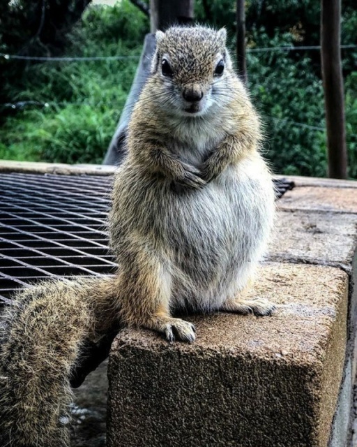 If you're purchasing your first car, buying used is an excellent option. Rescued Squirrel (10 pics)