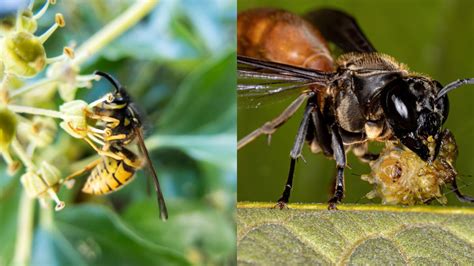 What do wasps do discount for the environment