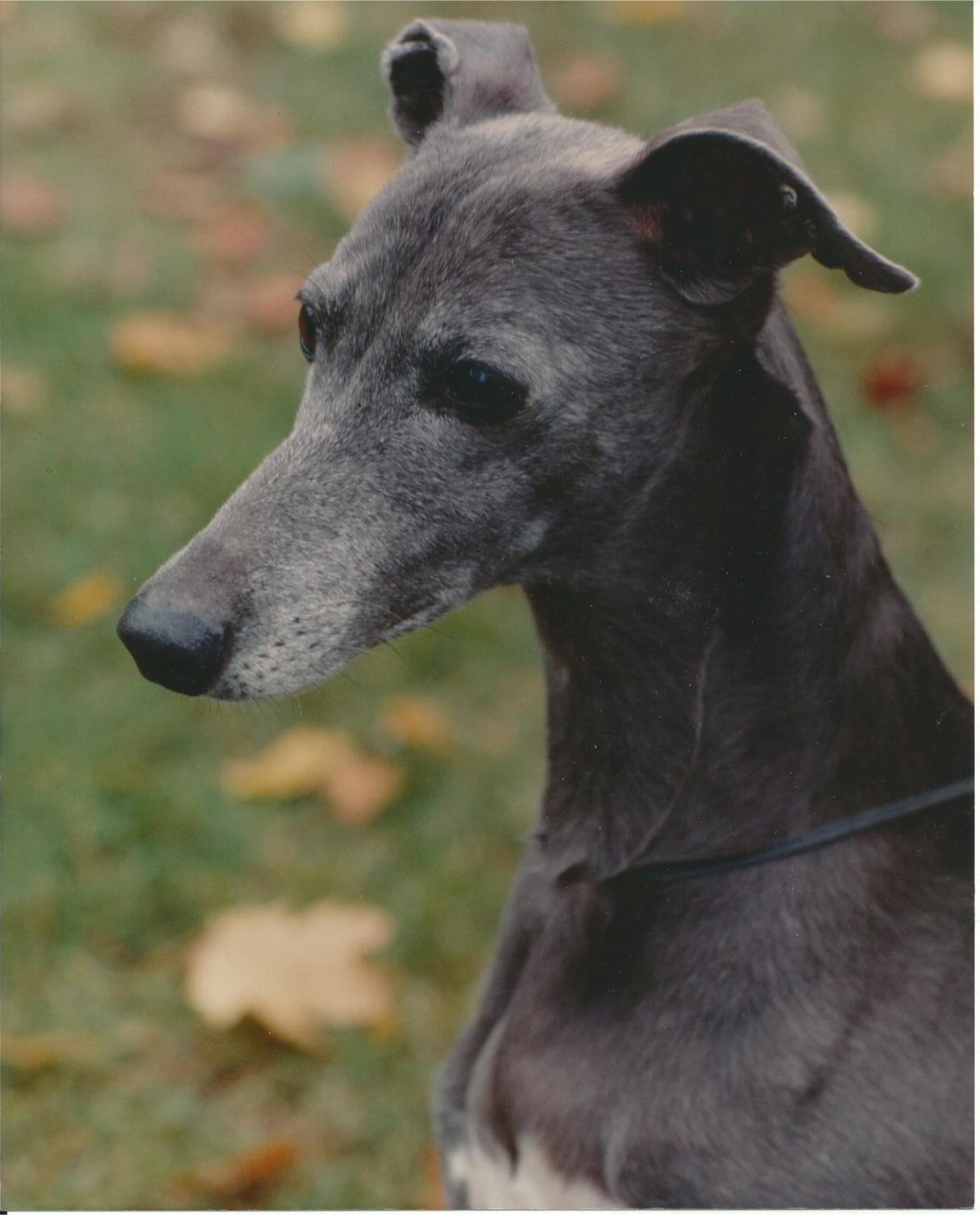 However, as any dog owner can attest, try as we might, communicating with our furry friends isn't always the easiest. Whippet History & Training/Temperament - American Kennel Club