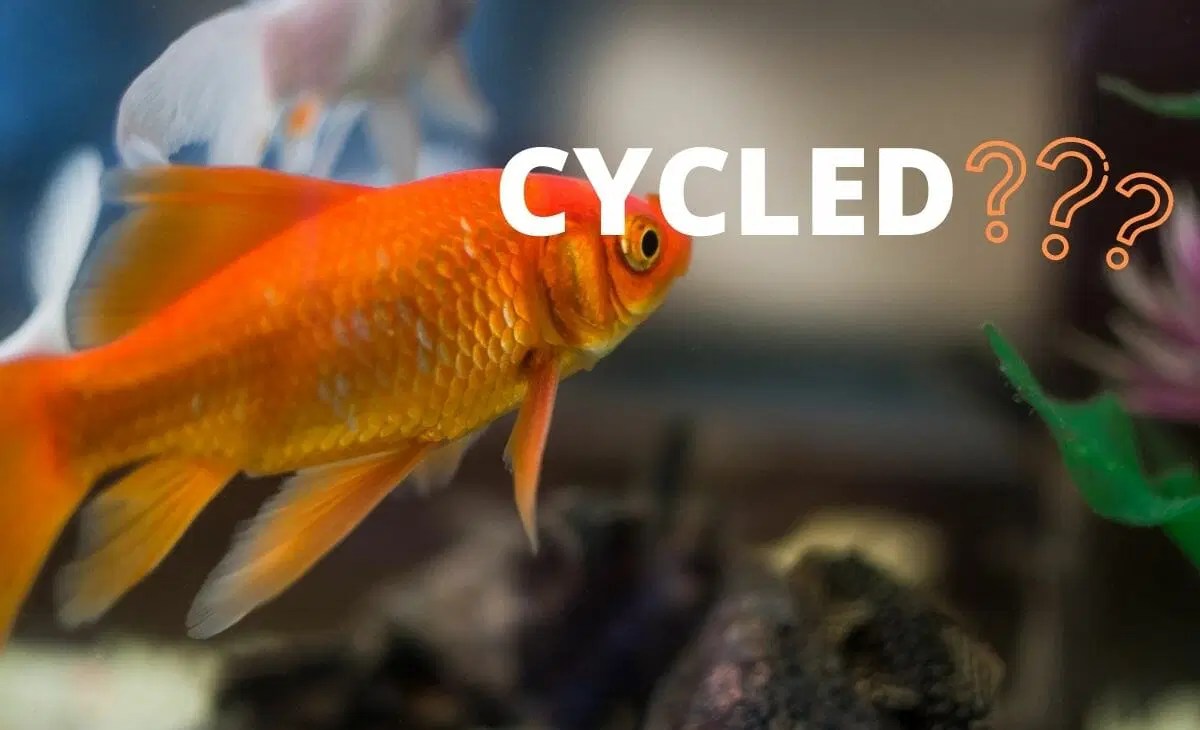 Nitrogen must be added to the system (usually through food provided to the tank inhabitants), and nitrates accumulate in the water at the end of the process, or become bound in the biomass of plants. How Long Does It Take To Cycle A Fish Tank Without And With Fish
