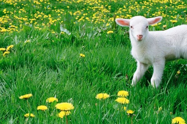 Prefix in their name, thus sending the message to all customers that they are available via phone. Nowruz Premium Domain Names