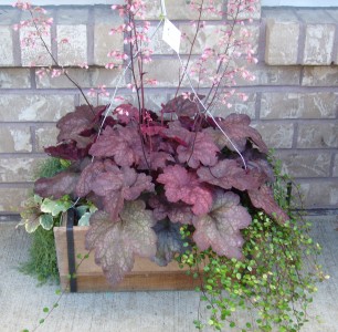 Decorate shaded and partly shaded gardens with heuchera; . Perennial Planter Outdoor Planter In Parksville Bc Blossoms N Such