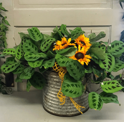 Maranta is a genus of flowering plants from the marantaceae family, a family of 'prayer plants', which also includes the 'arrowroot'. Prayer Plant In Libby Mt Libby Floral Gift