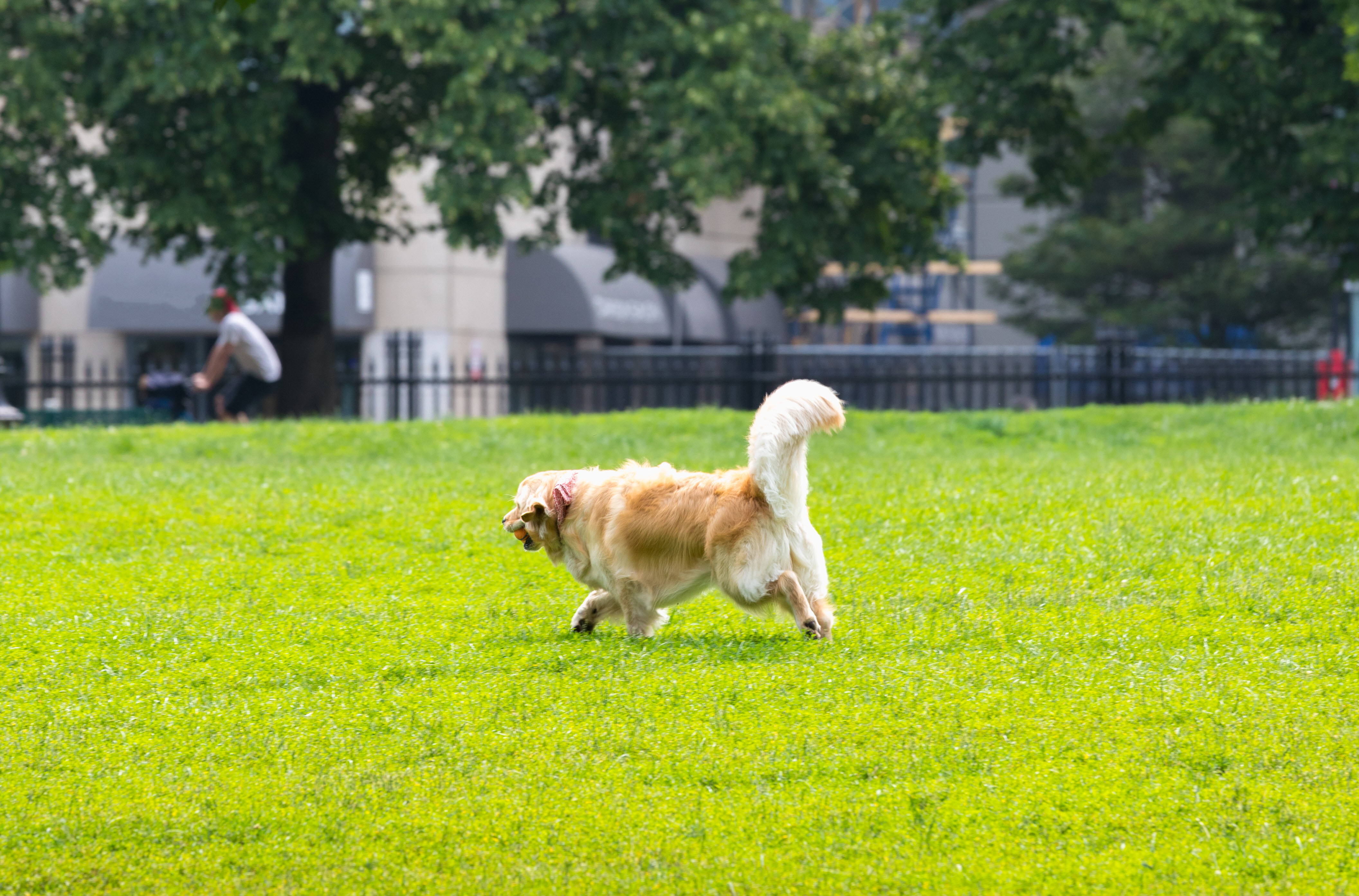 Here are scenic autumn destinations within two hours from boston, ma. Top Dog Friendly Spots In Boston Puppyspot