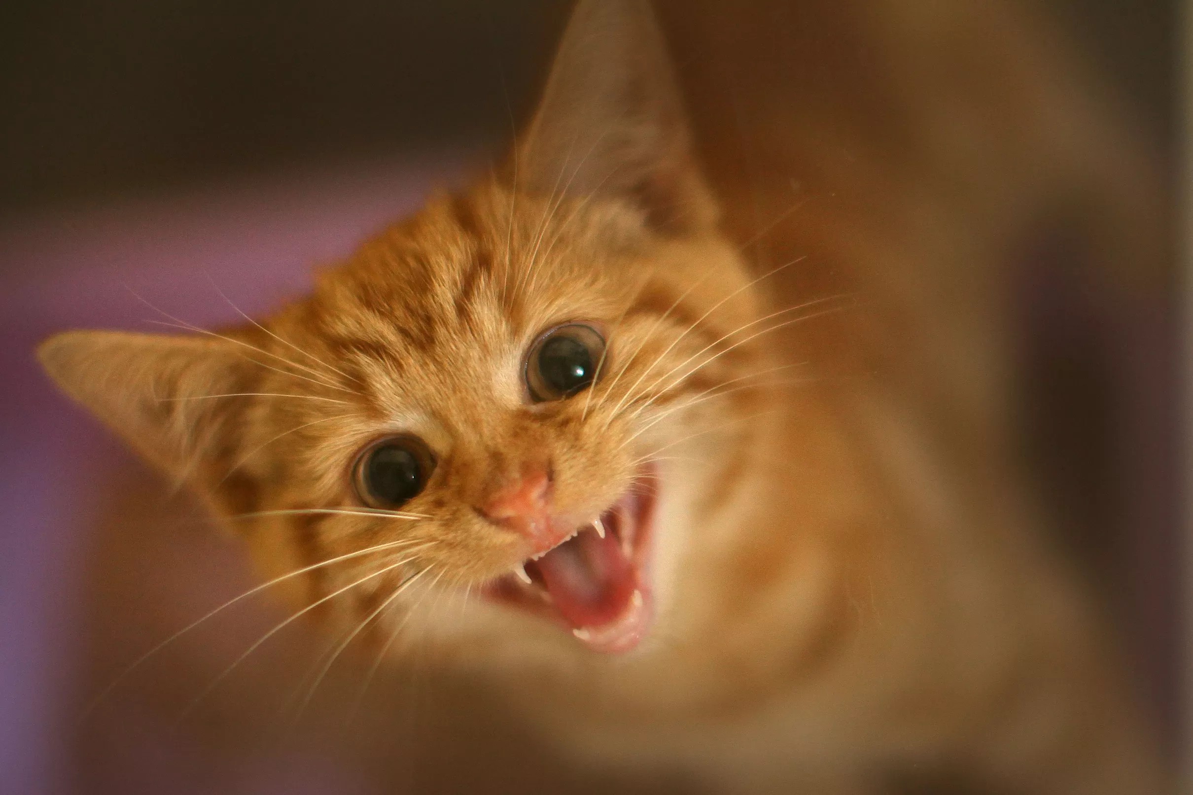 Please look at our website for an updated list of availability and photos of each unit *appointments required. Cat scratch disease can be contracted by letting kittens