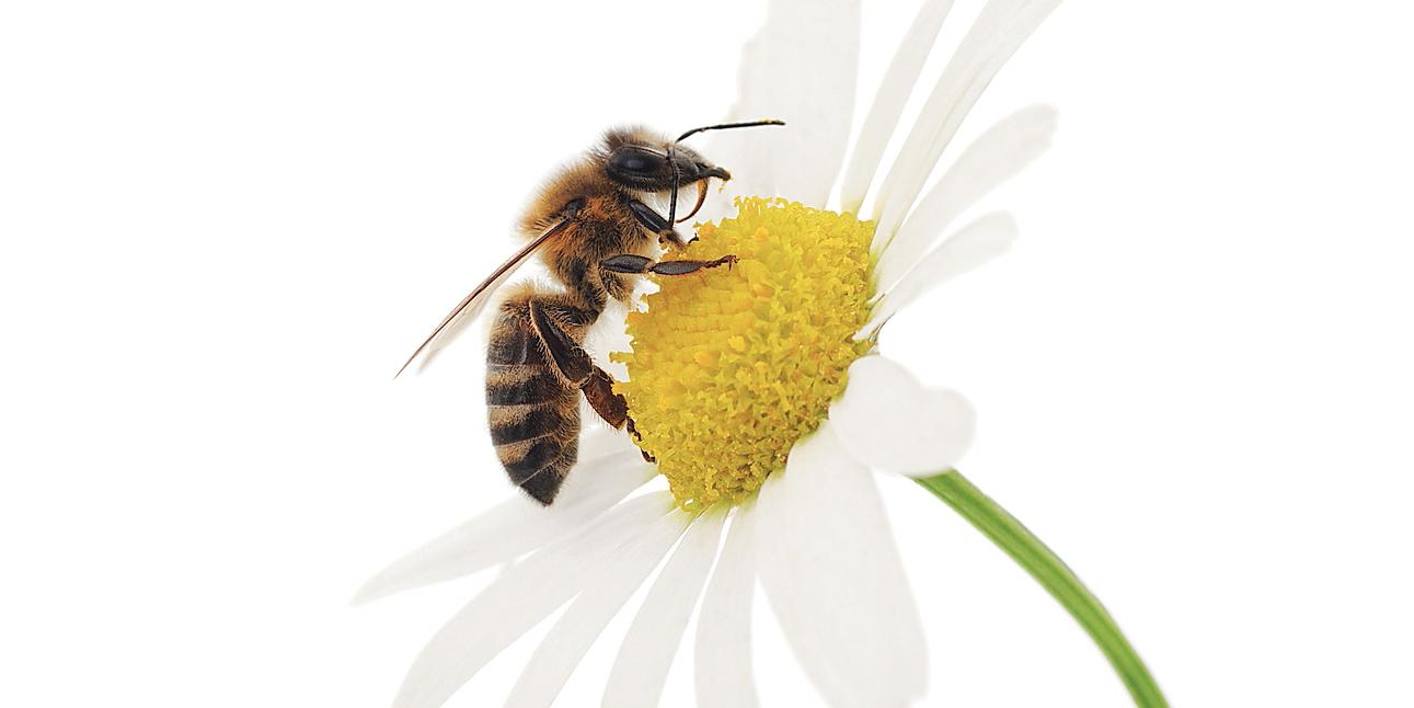 Con armadiatura a muro, camera matrimoniale, soppalco, bagno e balcone, con relativa pavimentazione ristrutturata. Aiutare le api e gli altri insetti impollinatori. Tipi