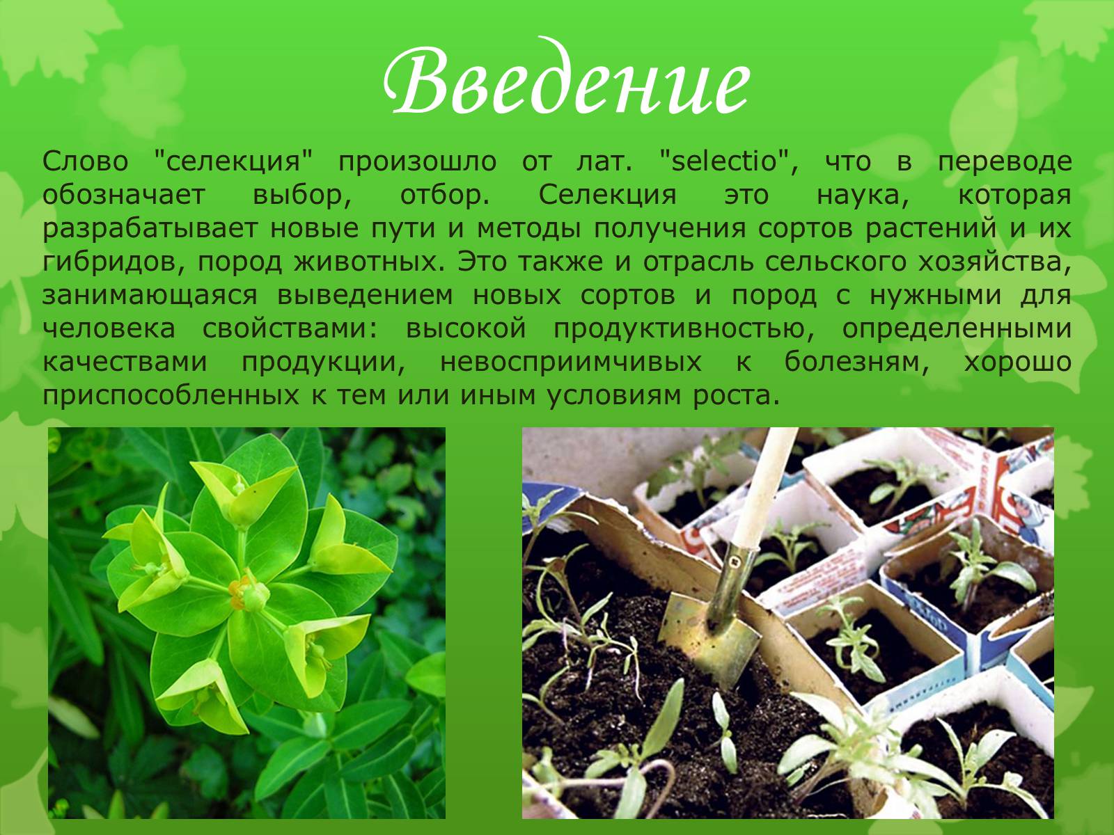 Нии цветоводства и субтропических культур. Каким путем осуществляется в селекции растений выведение. Задачи современной селекции животных. Каким путем осуществляется в селекции растений выведение. Выведение сортов растений.