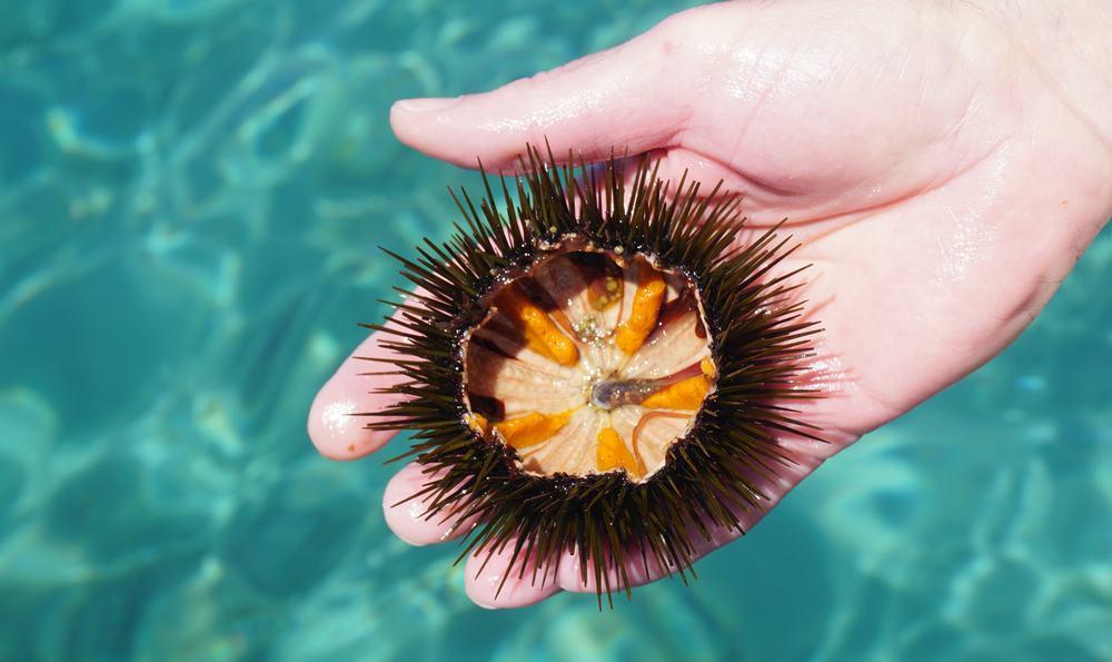 Biota yang terdapat di dalam laut. Pertolongan Pertama Saat Tertusuk Bulu Babi Hello Sehat