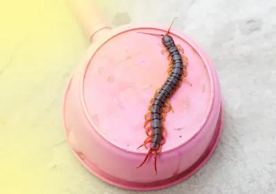 Usai Digigit Kelabang, Kenali Bahaya dan Pengobatannya | Hello Sehat