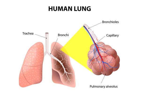 Mengenal Fungsi Bronkus dan Bronkiolus pada Sistem Pernapasan | Hello Sehat