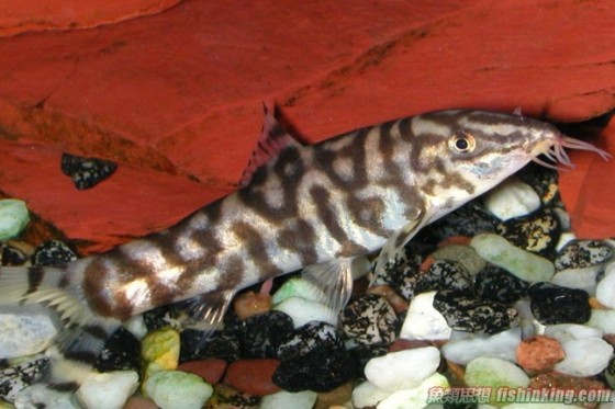 淡水魚 · 眼點麗魚 · 日本尖吻鱸 · 亞洲龍魚 · 淡黑鑷麗魚 · 大神仙魚 · 地圖魚 · 縱帶篩耳鯰 · 珍珠魟. åå±±æ²é° | é¦æ¸¯æ°´æç¶²