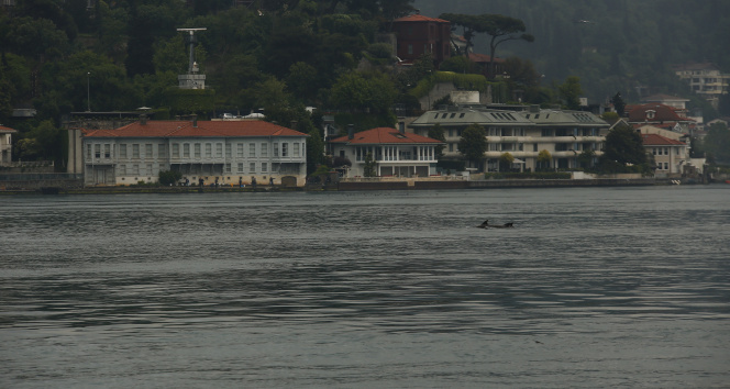 Gölgeli yunus (lagenorhynchus obscurus), yunusgiller (delphinidae). Yağmurla birlikte yunus sürüsü İstanbul Boğazı'na akın etti