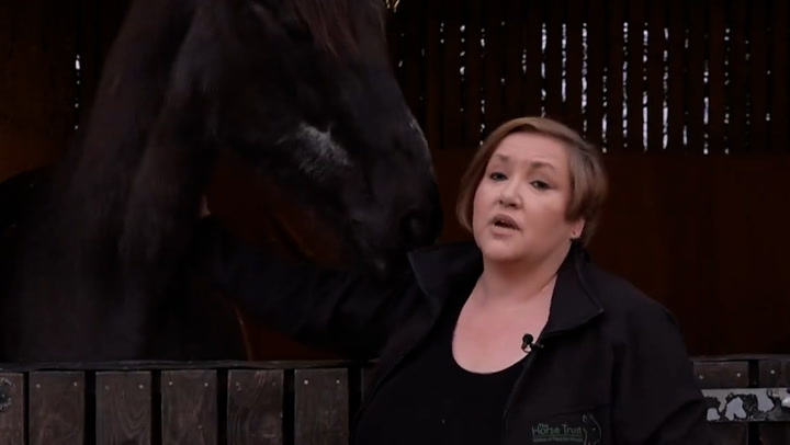 Horse charity boss defends Household Cavalry training: âNothing cruelâ | News