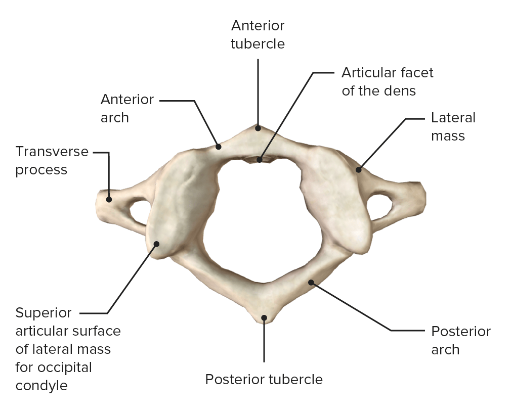 Feathers in the axilla (armpit) of the bird.in some birds, such as bald eagle, these are large enough to merit illustration in the feather atlas. Vertebral Column Concise Medical Knowledge