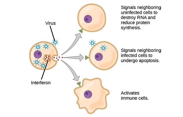 Immune functions not only directly via hormones and neural innervation, . Interferons Concise Medical Knowledge