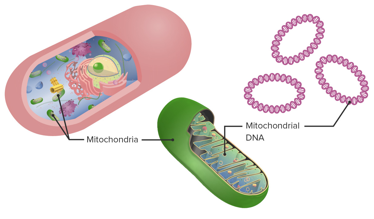 Mitochondrial inheritance · a person's mitochondrial dna sequence is shared with all of his or her maternal relatives, allowing a genetic match even with few . Mitochondrial Inheritance Concise Medical Knowledge