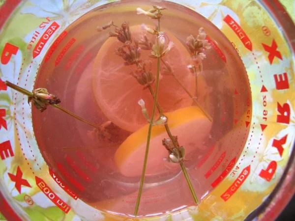 witch hazel and fleas