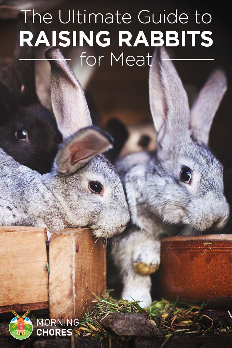 If you have a garage, a basement, a porch, a . Raising & Breeding Rabbits for Meat: the Ultimate Guide
