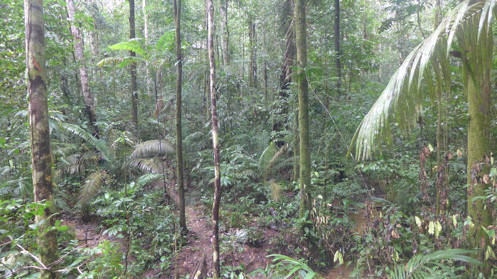 Discover fascinating facts about a variety of plants from around the world. Facts About Rainforests Live Science