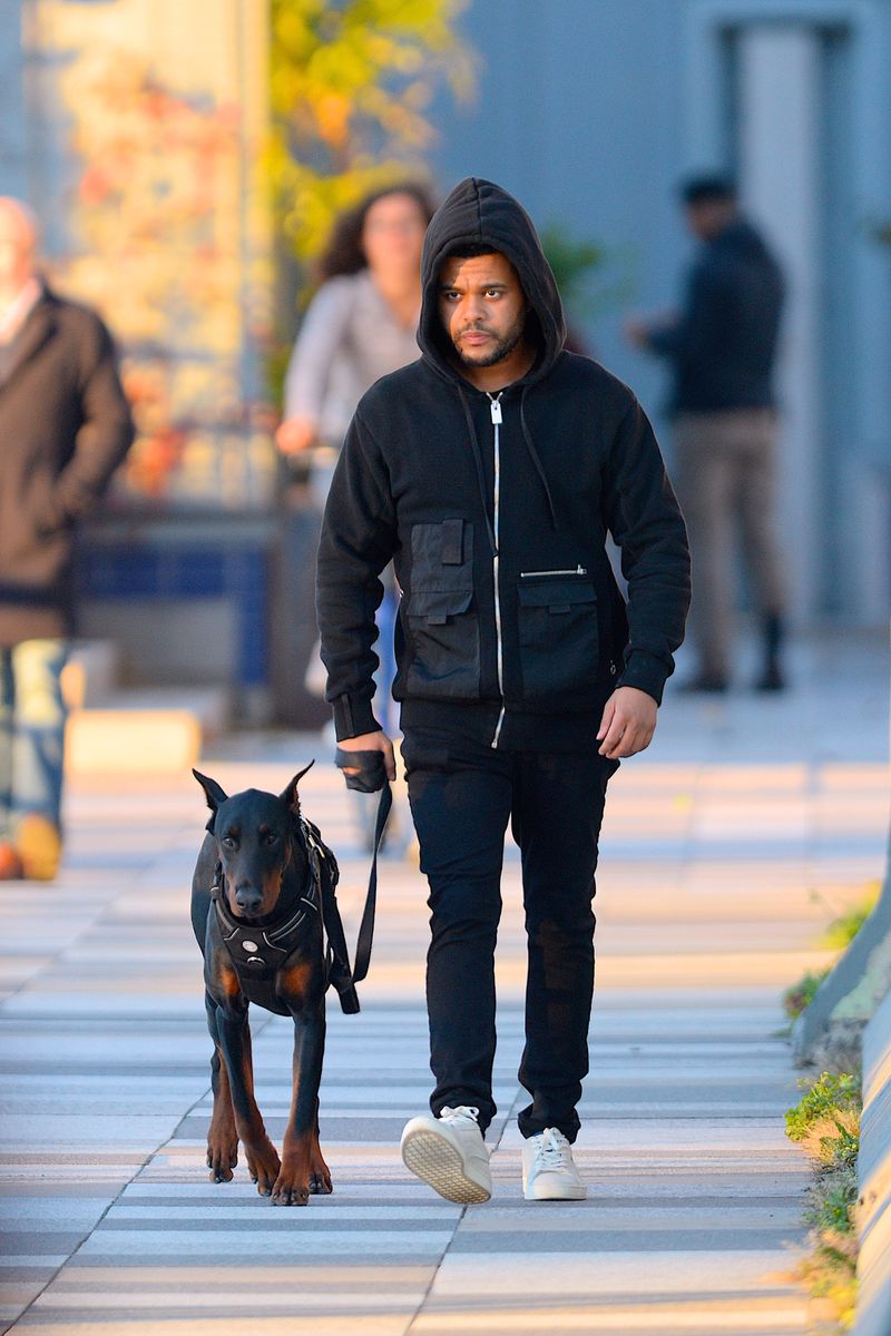 What would your favorite celebrities be like if they were dogs and you got to breed. What Dog Breeds Do Celebrities Own Photos Of Celebrities With Their Dogs Marie Claire