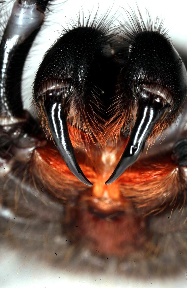 40+ New Pet Barn Brookvale - Swallow your fear: Catch a killer funnel-web spider to / This quiz will cover all sorts of pets!
