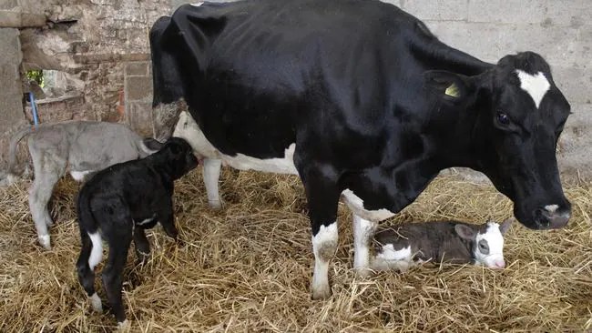 Handcrafted to be a statement piece, its criss cross bookshelf design brings in a unique . Holstein cow gives birth to triplet calves by a Limousin