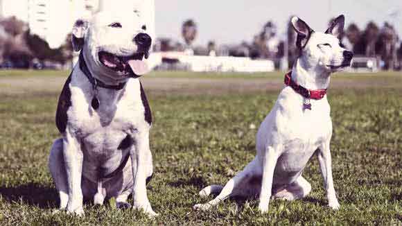 We earn a commission for produc. How To Train A Pit Bull
