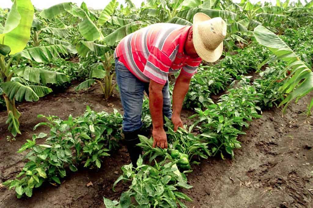 Hemos preparado otro conjunto para amueblar tu piso completo ¡¡esta vez por 799€!! Sector agrÃ­cola, el mÃ¡s golpeado por la âEconomÃ­a Naranja