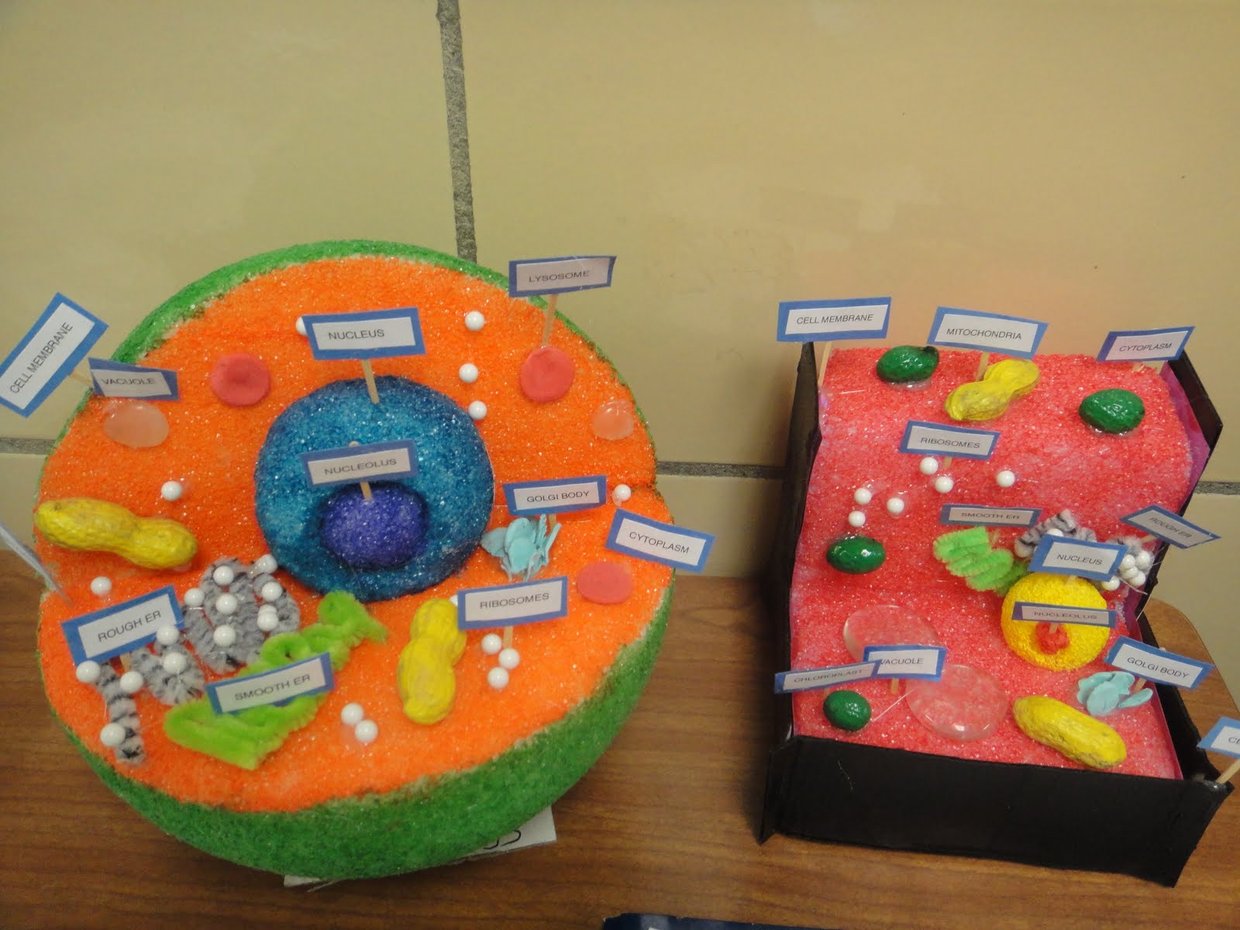 We did not find results for: cell project homework