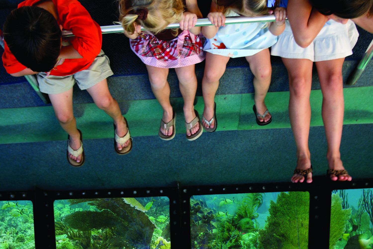 Day trip from fort lauderdale w/ activity options ; Key West Day Trip Glass Bottom Boat Ride From Fort Lauderdale Fort Lauderdale