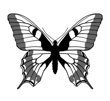 The art of taking butterflies and developing them into meaningful paintings and prints can be an exquisite hobby to pursue. How To Draw Animals Butterflies Their Anatomy And Wing Patterns
