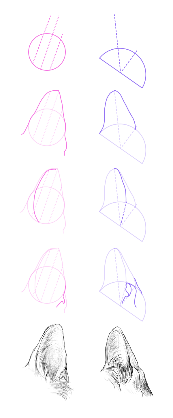 Como Dibujar Animales Anatomia De Perros Y Lobos