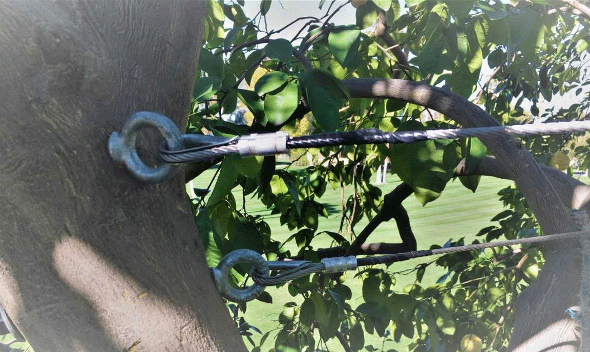 There are plenty of deciduous and evergreen dwarf tree options. Arbor Tech Services | Tree Services | Palm Springs, CA