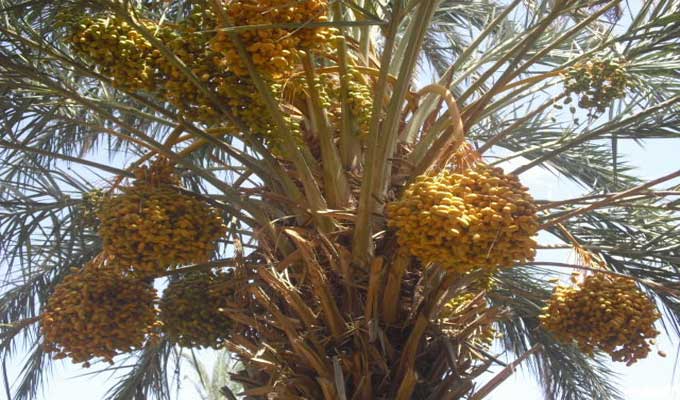 قبلي: الانطلاق في الاعداد لحماية صابة التمور من افة عنكبوت الغبار