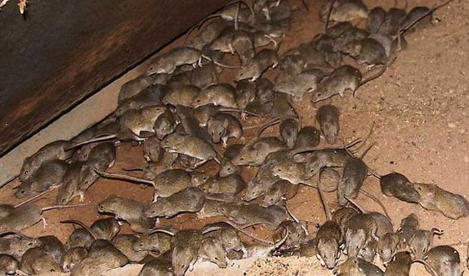 وفيات جراء مرض خطير ينتشر بين الفئران وينتقل للبشر في أمريكا